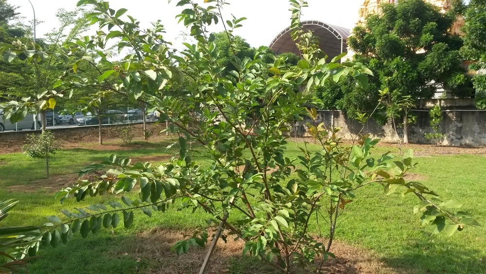 Guava-Tree