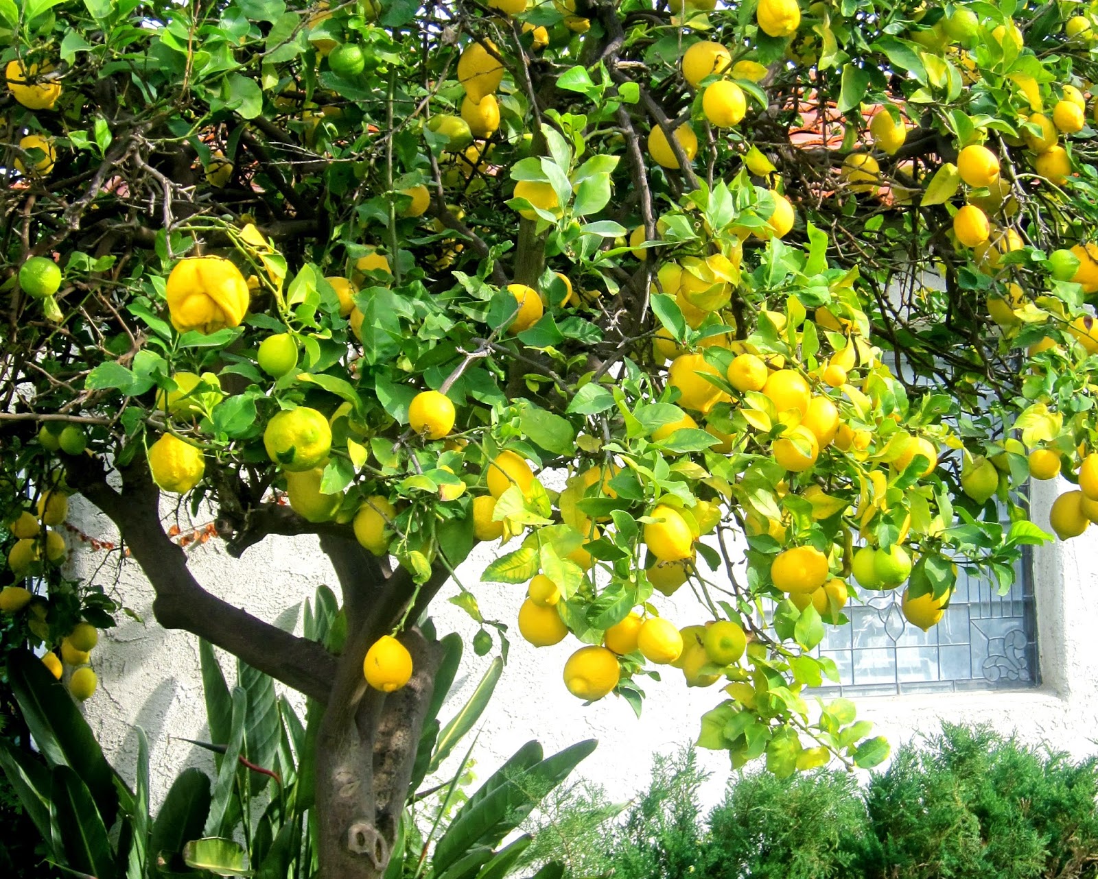 Lemon-tree